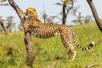 Wall Mural - a female cheetah ( acinonyx jubatus) stretching against a tree, mara naboisho conservancy, kenya.