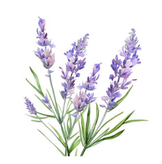 Poster - lavender flowers watercolor illustration, isolated