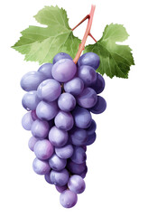 Wall Mural - grape clusters on strands with white background, isolated