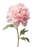 Pink peony flower isolated on transparent background
