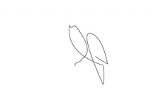 Self Drawing Simple Animation Of One Line Kingfisher Or Halcyon Bird Design Silhouette. Animated Continuous Line Hand Drawn Minimalism Style Bird.