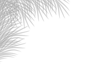 Wall Mural - palm tree branches and leaves on white background