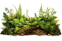 A Forest Floor With A Variety Of Ferns, Mosses, And Other Plants, Isolated On White Background (Illustration, Drawing)