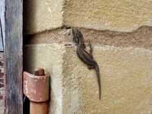 Close Up Of A Male Wall Lizard (Podarcis Muralis) On A Window Reveal In The Dordogne, France
