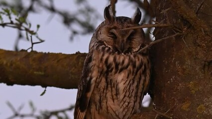 Wall Mural - Long-eared Owl Asio Otus. The bird is resting in the wild.