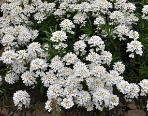 Sticker - Iberis with white flowers grows in a flower bed