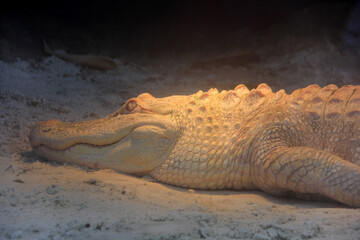 Poster - Le crocodile au fond de la piscine