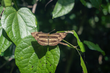 Wall Mural - A Chocolate Sailor Butterfly sunbathes with open wings on top of a leaf at Erawan National Park, Kanchanaburi, Thailand.