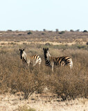 Fototapeta Sawanna - Photo of landscape with two Zebras