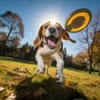 Beagle's Joyful Frisbee Play in Sunlit Park Captured by Pro Photographer