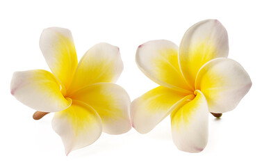 Canvas Print - White Frangipani flowers