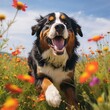 Frolicsome Bernese Mountain Dog in Wildflower Meadow Captured with Canon EOS 5D Mark IV