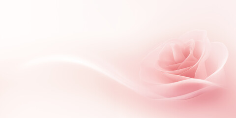 sweet pink rose on white background, valentine's day background