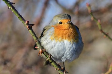 Wall Mural - Robin - Erithacus rubecula, standing on a branch