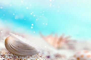 Canvas Print - Beautiful mussels left by waves of sea on the beach