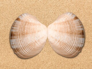 Sticker - Beautiful mussels left by waves of sea on the beach