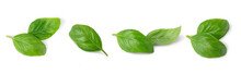 Basil Leaves Isolated On White, Transparent Background, PNG. Set, Collection Of Different Position Basil Green Fresh Leaves. Healthy Eating, Aromatic Herb, Food Ingredient, Spice For Culinary
