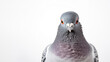 close up pigeon bird isolated on white background