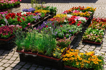 Poster - Pots with beautiful flowers on street market