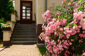 Poster - Beautiful pink roses in garden