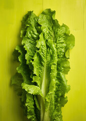 Wall Mural - Leaves vegetable salad raw food fresh vegetarian green lettuce organic