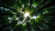 © musa - Forest full of trees, shot from below in a circle, AI generated Image