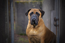 2023-12-01 LARGE BULLMASTIFF LOOKING STRAIGHT OUT FROM WITHIN A OLD CEMENT WAREHOUSE WITH NICE EYES AND A BLURRED BACKGROUND