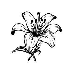 Lily Flower Illustration, Generative AI.