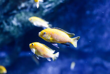 Electric Yellow Cichlid Freshwater Aquarium Fish In Thailand