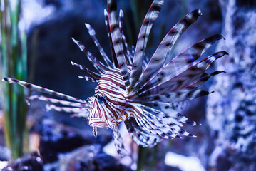 Wall Mural - broadbarred lionfish or spotfin lionfish in aquarium