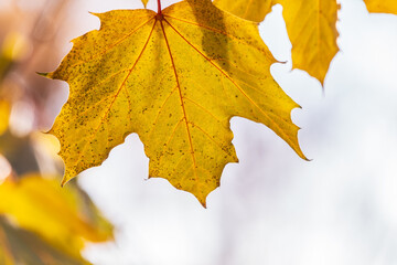 Maple branches with yellow leaves in autumn, in the light of sunset.