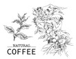 Arabica Robusta Coffee of ink drawing sketch for packaging, label, poster, art print, menu, cover, name card, post card, banner, promotion, brochure