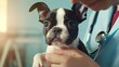 Boston Terrier dog being examined by a veterinarian