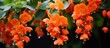The attractive orange bugenvilliea has naturally growing pretty, tiny orange flowers.