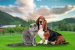 a cat and a dog sitting in a sunny meadow