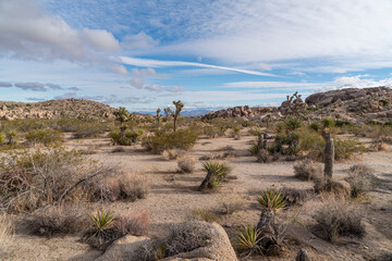 Joshua tree national park. CA, USA