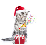 Fototapeta Koty - Cute cat wearing red santa hat stands with toy bear and holds exploding firecracker. Isolated on white background