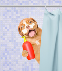 Happy mastiff puppy with cream on it face peeking out from behind the shower curtain in the bathroom at home an holds bottle of fleas shampoo