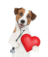 Poster - Cute jack russell terrier wearing like a doctor with stethoscope on his neck holds red heart. isolated on white background