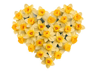 Wall Mural - heart shape bouquet of yellow daffodils isolated on transparent background - design element PNG cutout