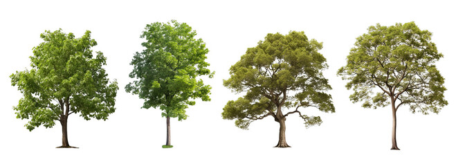 Collection of PNG. Tree isolated on a transparent background.