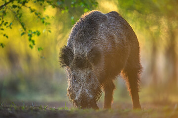 Wall Mural - wild boar close up ( sus scrofa )