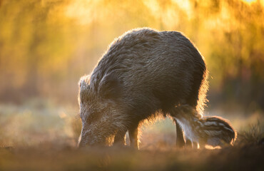 Wall Mural - Wild boar close up ( Sus scrofa )