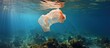 Floating plastic bag on coral reef poses threat to marine life.