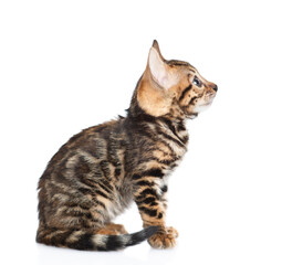 Canvas Print - Tiny bengal kitten sitting in profile and looking away and up. isolated on white background