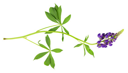 Wall Mural - Lupinus polyphyllus purple flowers and leaves isolated on white or transparent background