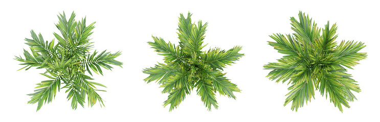 Wall Mural - Top view of areca catechu palm trees isolated on transparent background, 3d render illustration.