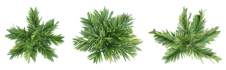 Wall Mural - Top view of areca catechu palm trees isolated on transparent background, 3d render illustration.