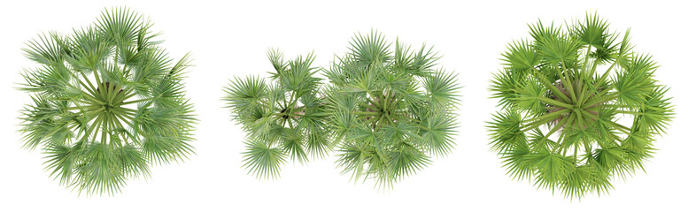 Wall Mural - Top view of borassus flabellifer palm trees isolated on transparent background, 3d render illustration.