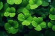 Up Close Shamrock Leaves for St. Patrick's Day Celebration